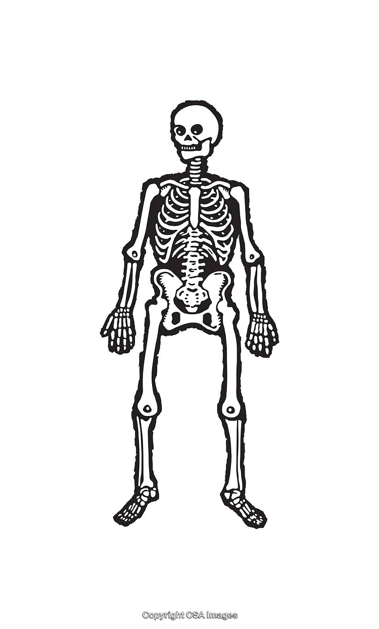 Black and White Line Art Illustration of a Full Human Skeleton