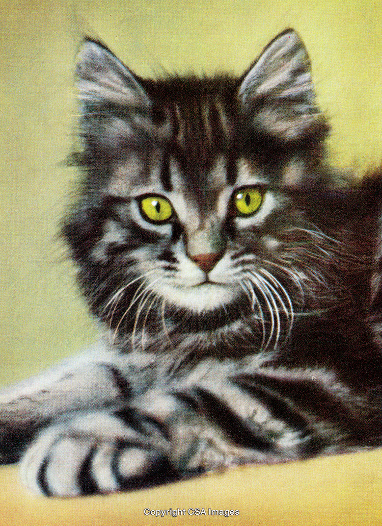 Close-Up of a Fluffy Gray Cat With Green Eyes, Lying Peacefully