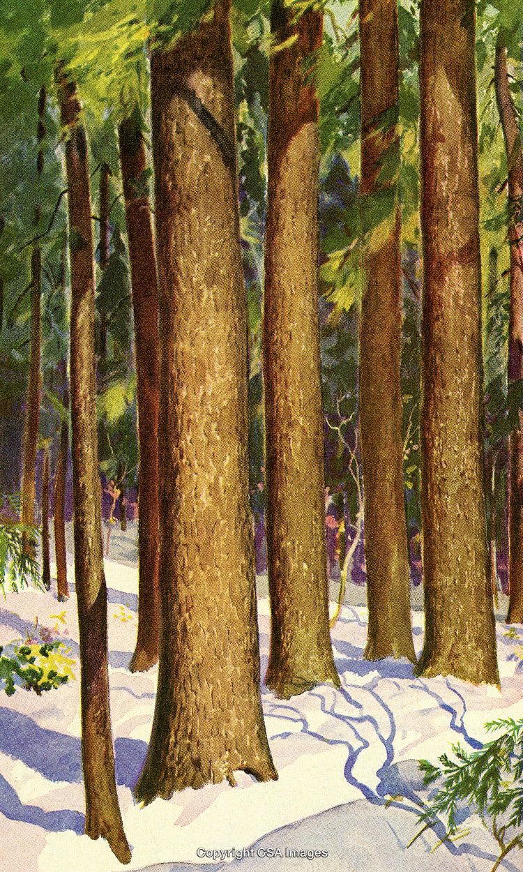 Tall Forest Pine Trees Covered in Snow During a Winter Morning