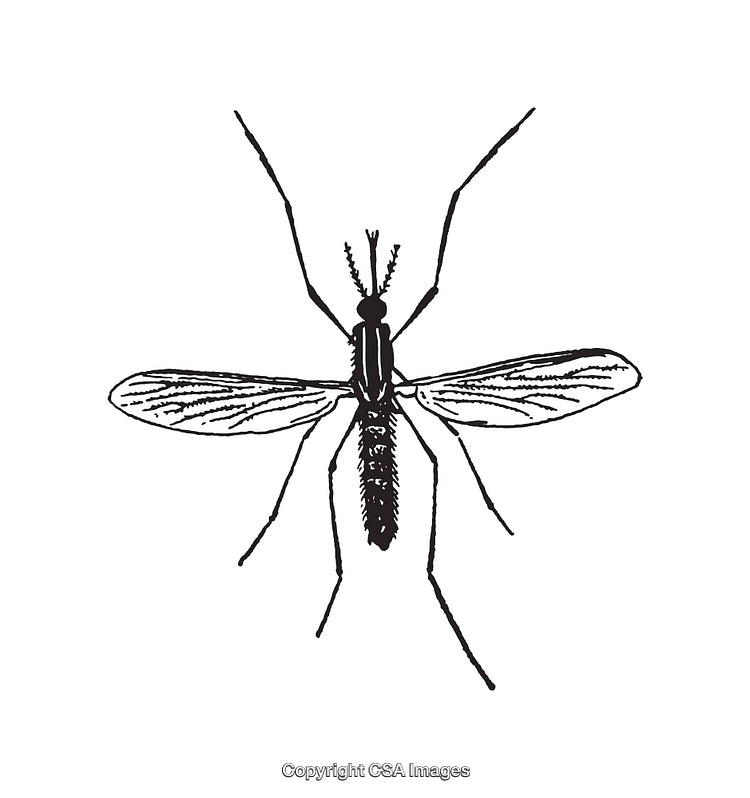 Detailed Black and White Drawing of a Mosquito Illustration