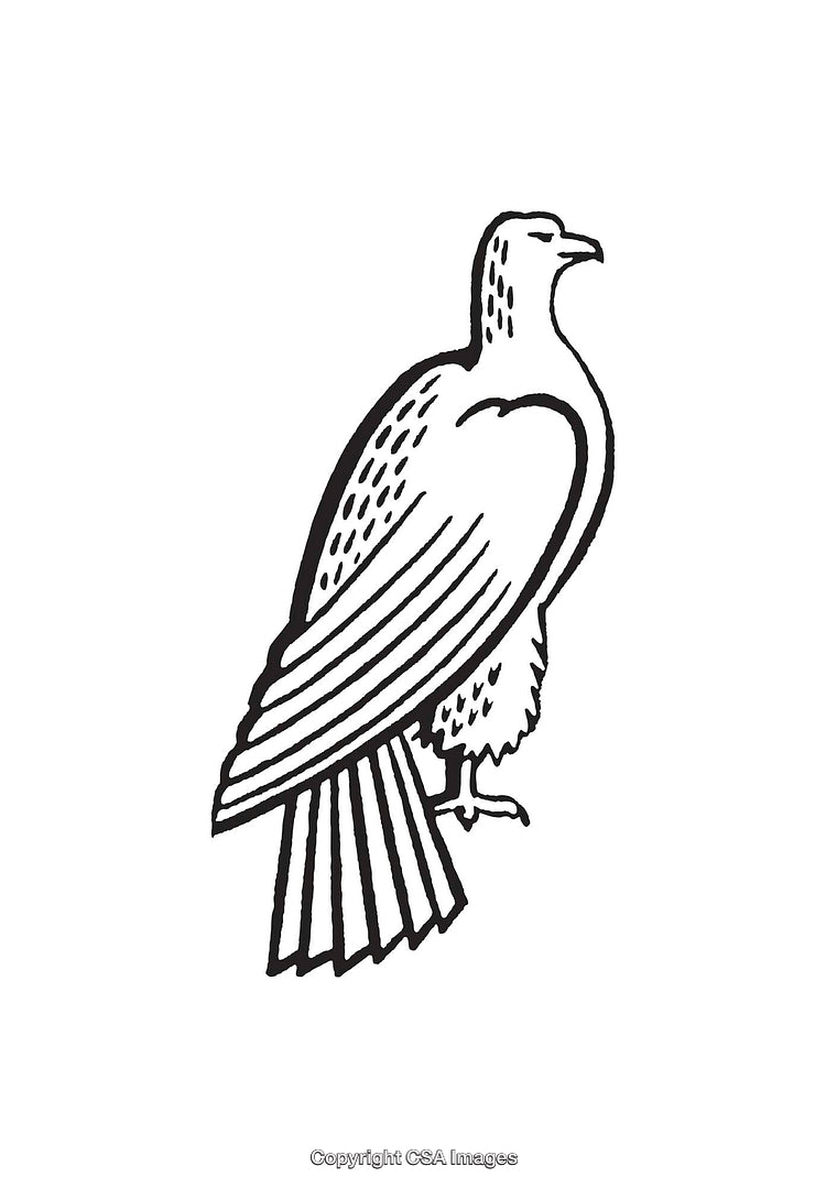 Detailed Black And White Line Art Illustration of a Perched Bird