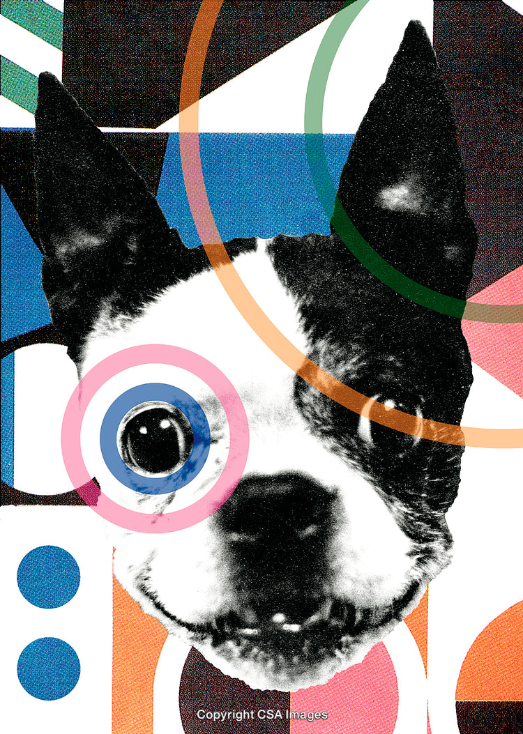 Abstract Stylized Boston Terrier Portrait with Graphic Elements and Shapes