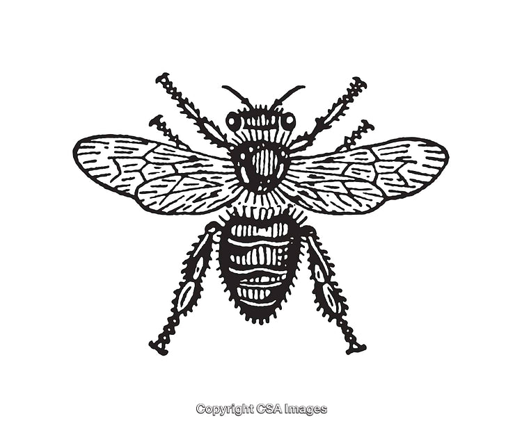 Intricate Black And White Line Drawing of a Detailed Bee