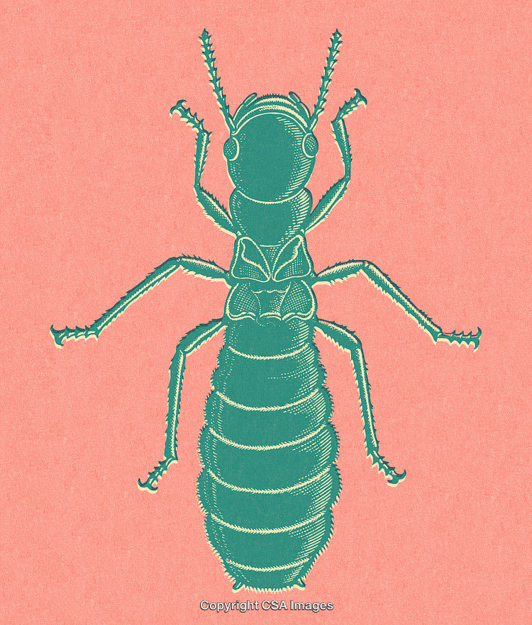 Detailed Illustration of an Insect on a Colored Textured Background