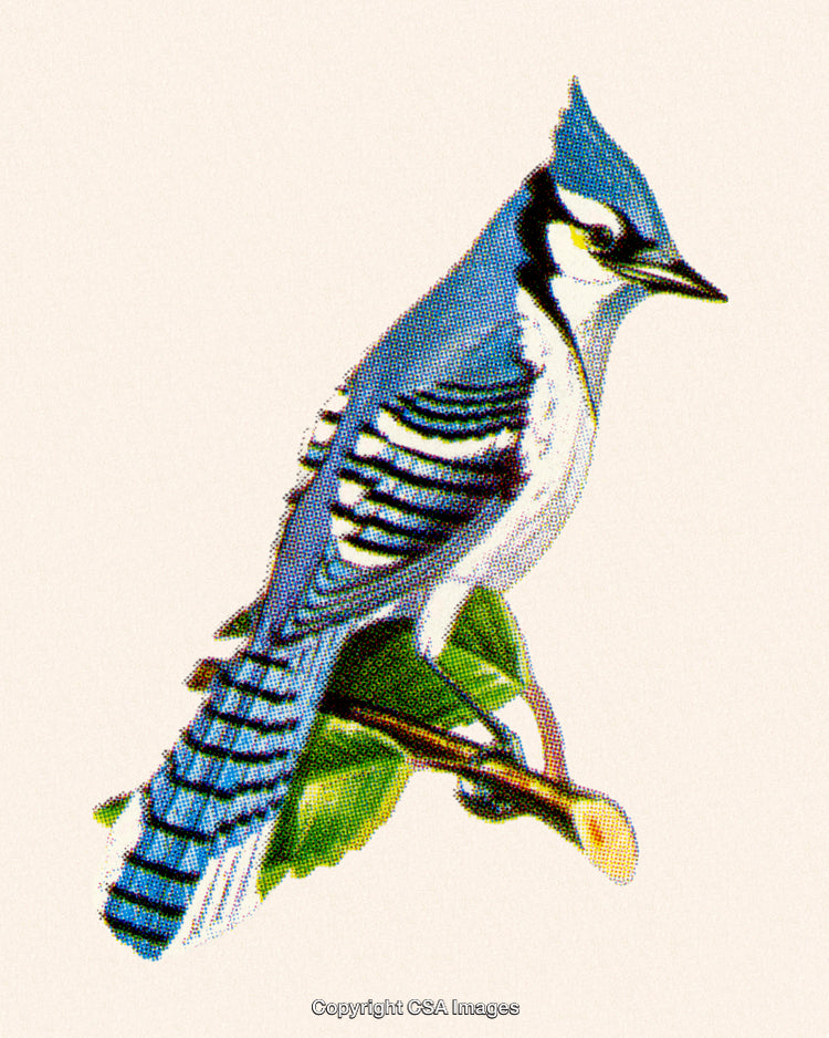 Vivid Illustration of a Blue Jay Perched on a Green Branch