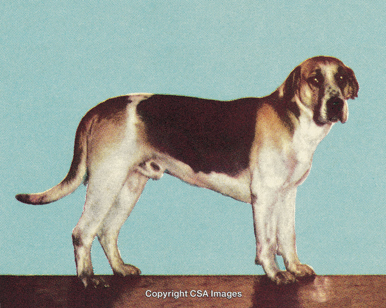 Vintage Stylized Image of a Dog in a Printed Media Style