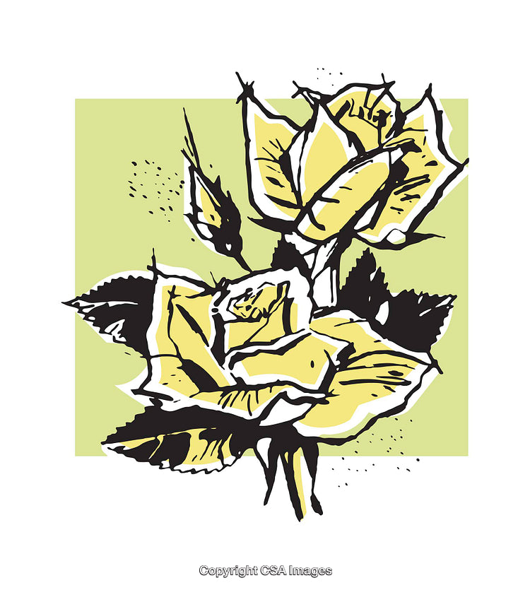 Yellow Rose Illustration with Black Outlines on Light Green Background