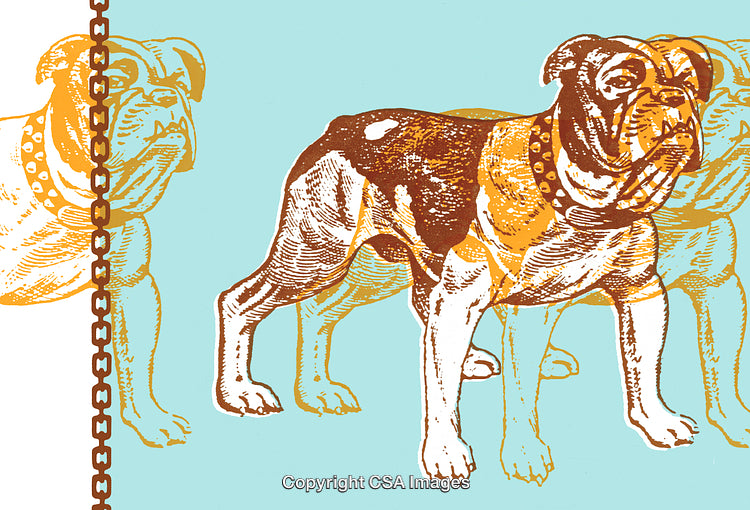 Illustrated Bulldog With Chain Collar in Vintage Graphic Art Style