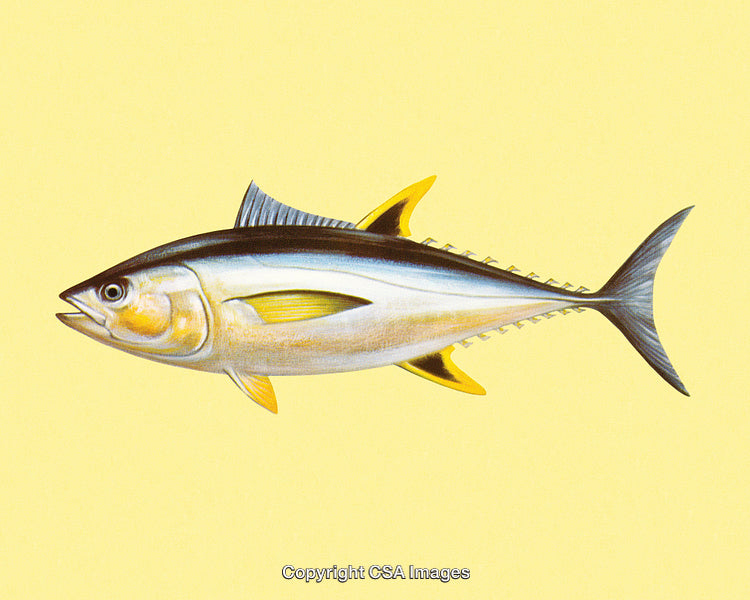 Illustration of Yellowfin Tuna Fish on a Solid Light Yellow Background