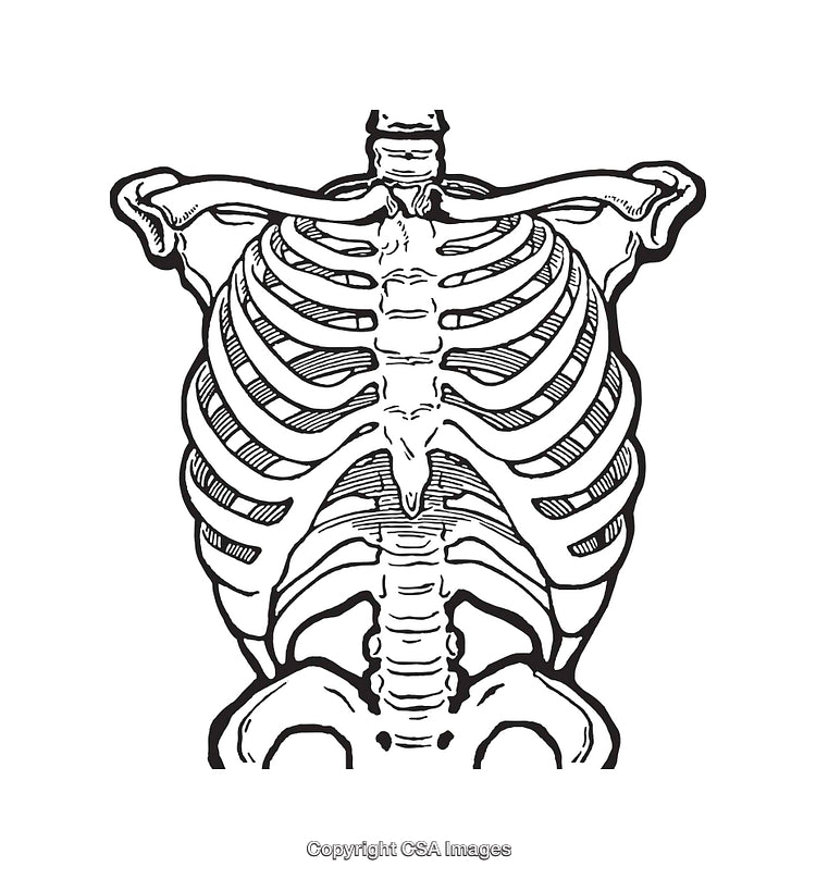 Detailed Black and White Illustration of Human Rib Cage Anatomy