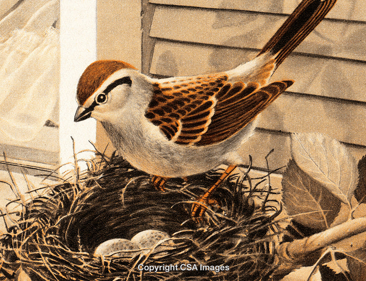 Chipping Sparrow Perched on Nest with Eggs in a Natural Setting