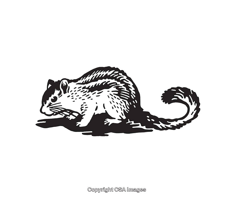 Black and White Line Art Illustration of a Squirrel With a Tail