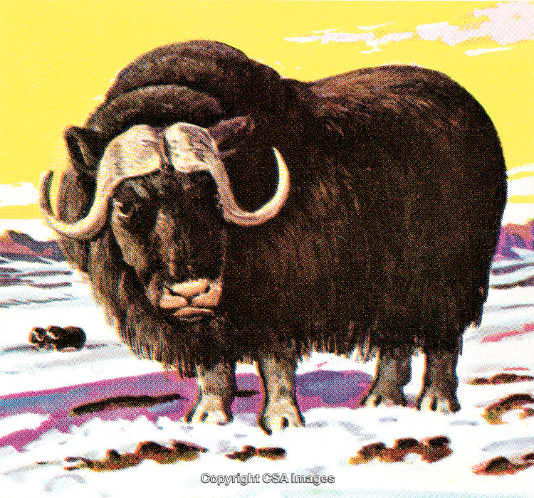 Muskox in Arctic Wilderness with Vintage Dot Screen Effect and Bright Yellow Sky