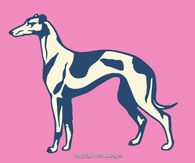 Color Line Art Illustration of a Greyhound on a Pink Background