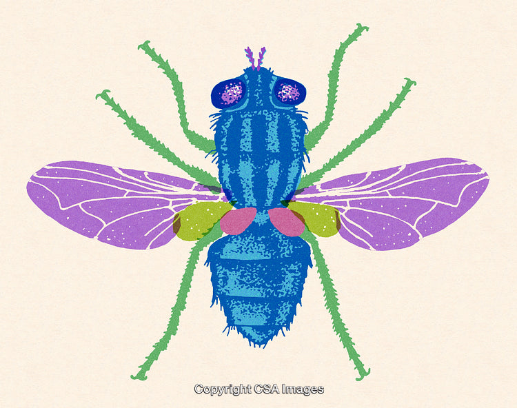 Colorful Illustration of a Vibrant Fly With Detailed Patterned Wings