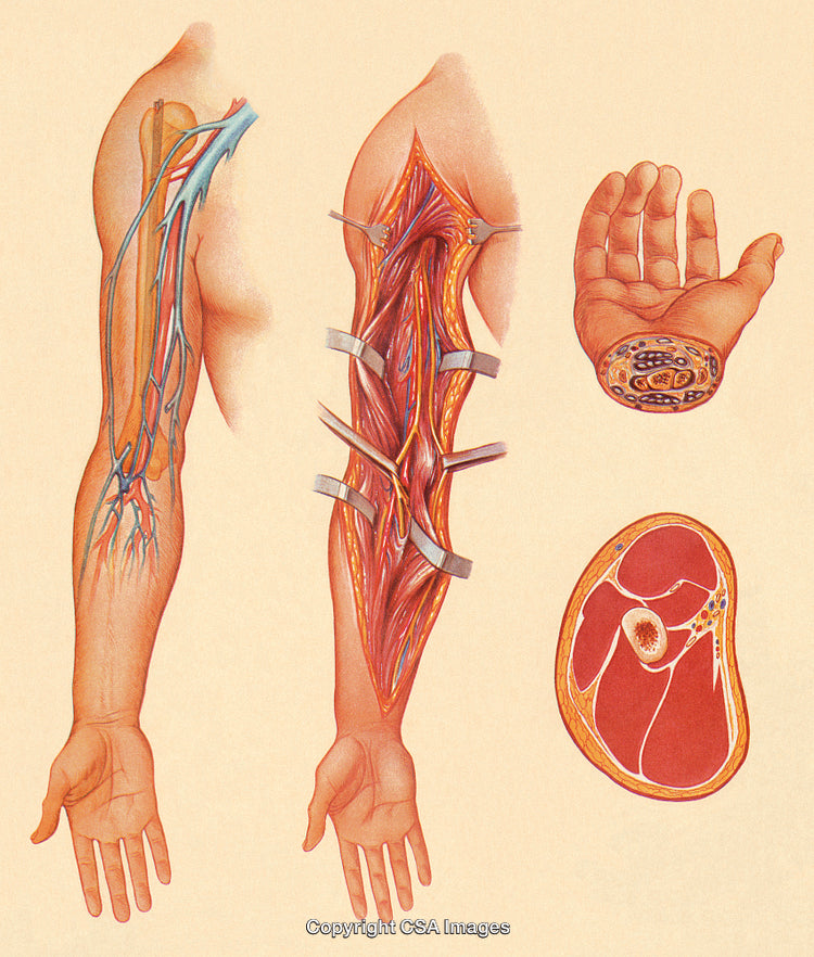 Detailed Medical Illustration of Arm Anatomy With Nerves and Muscles