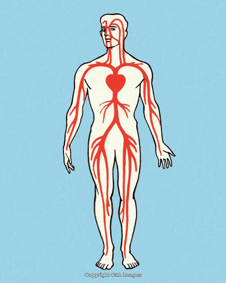 Illustration Depicting Human Circulatory System and Major Arteries on Blue Background