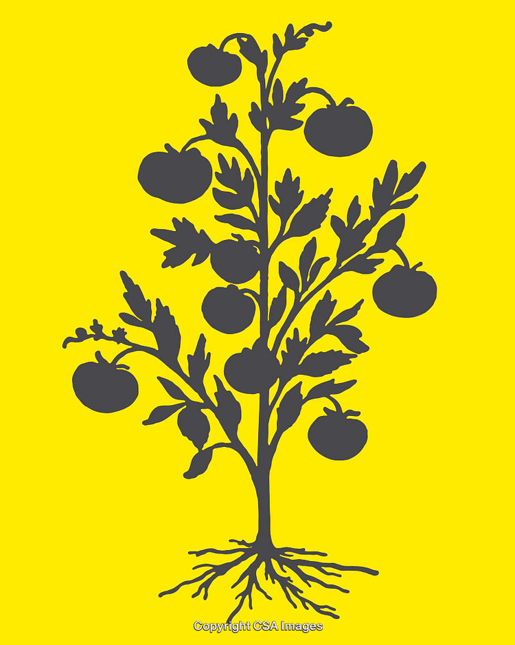 Black Tomato Plant Illustration on Bold Yellow Background Art