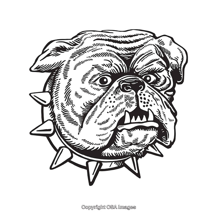 Detailed Black And White Line Art of a Bulldog Head With Spiked Collar