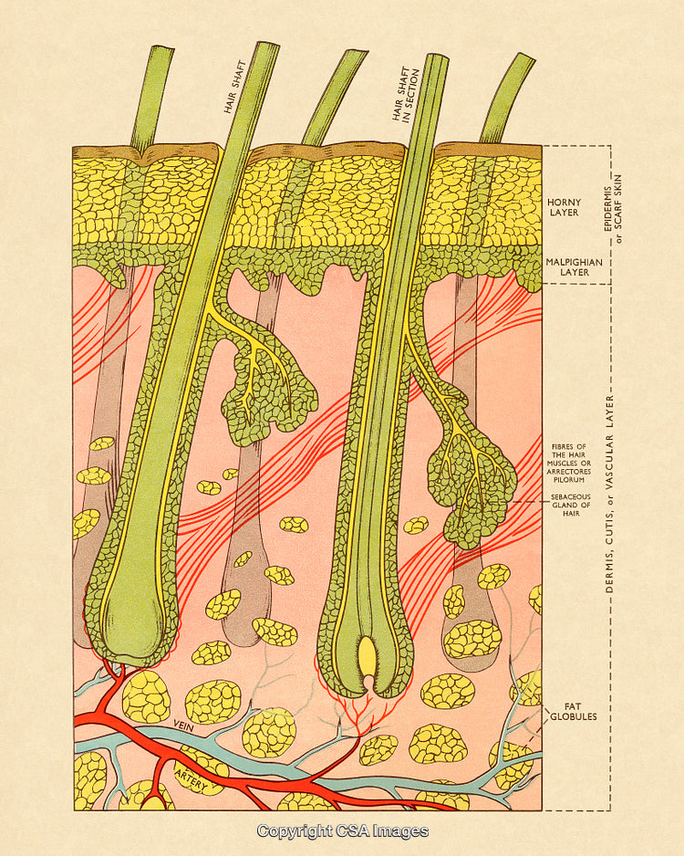 Detailed Cross-Section Illustration of Hair Follicles and Skin Layers