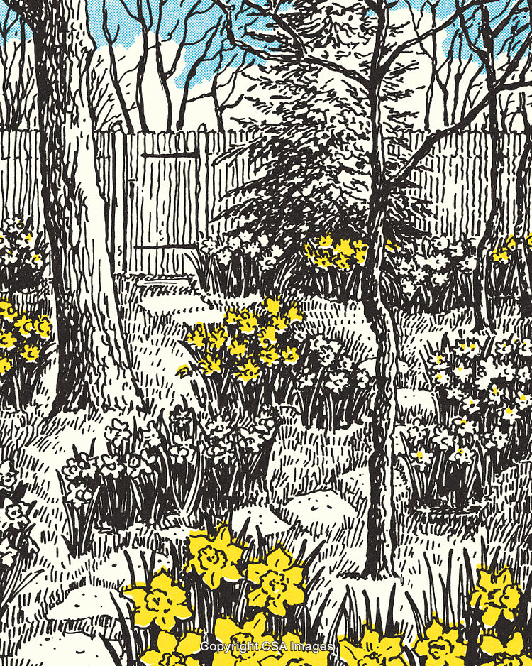 Vintage Illustration of a Spring Garden Landscape With Blooming Daffodils