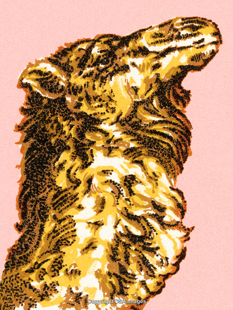 Vintage Illustration of Llama Profile with Artistic Pop Art Style