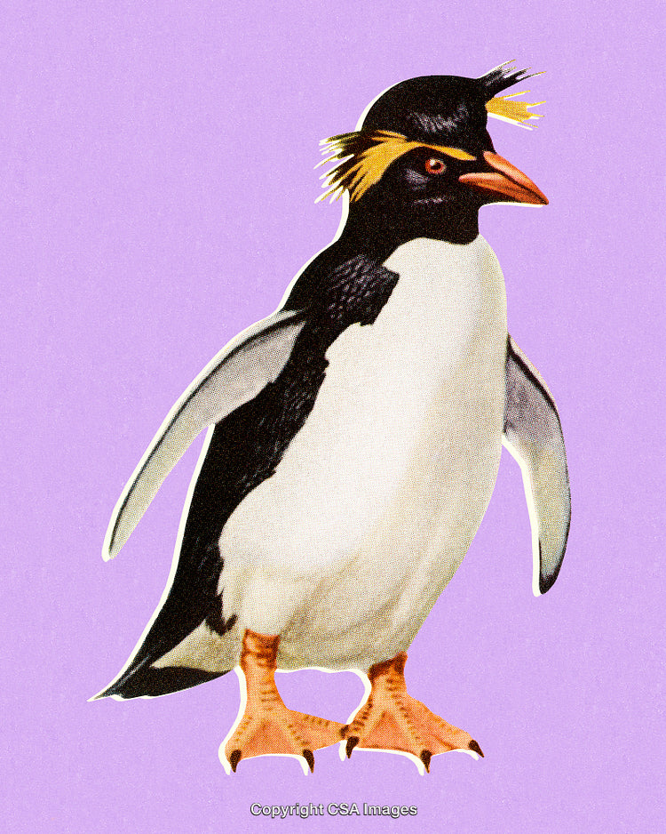 Close-Up of a Rockhopper Penguin on a Colorful Lilac Background