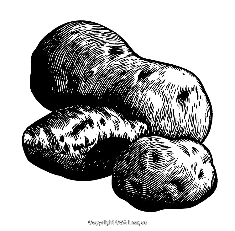 Detailed Black and White Engraving of Potatoes