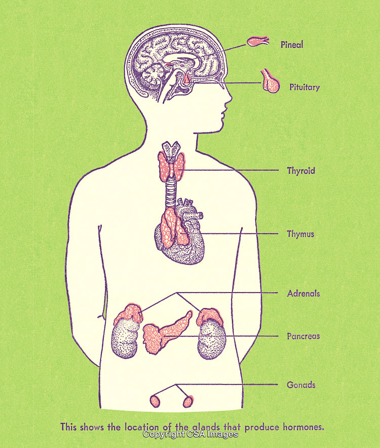Diagram Depicting Human Endocrine Gland Locations and Hormonal Functions