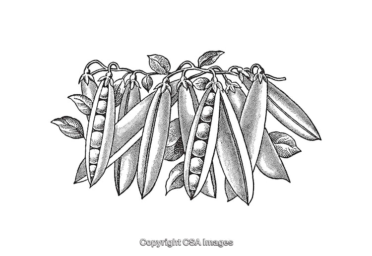 Black and White Line Art Illustration of Pea Pods and Leaves