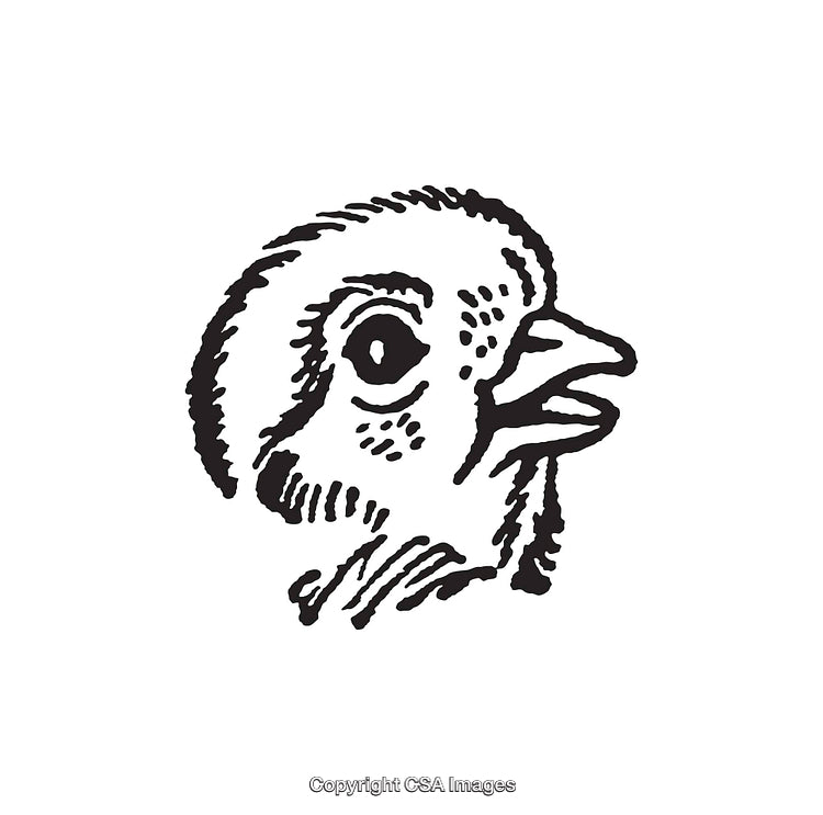Black and White Line Art Illustration of a Chick in Profile View