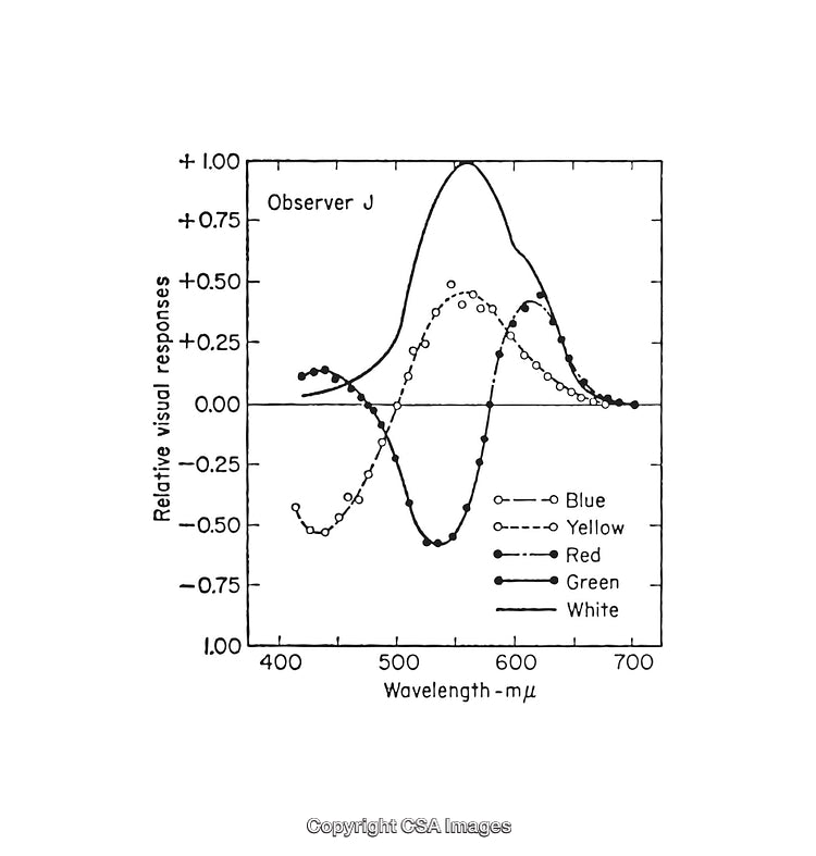 Black and White Diagram Showing Relative Visual Responses of Color Wavelengths