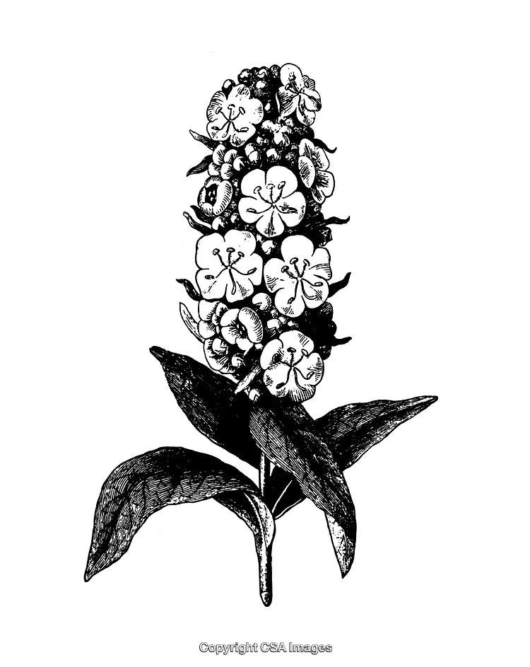 Highly Detailed Black and White Engraving of a Botanical Illustration