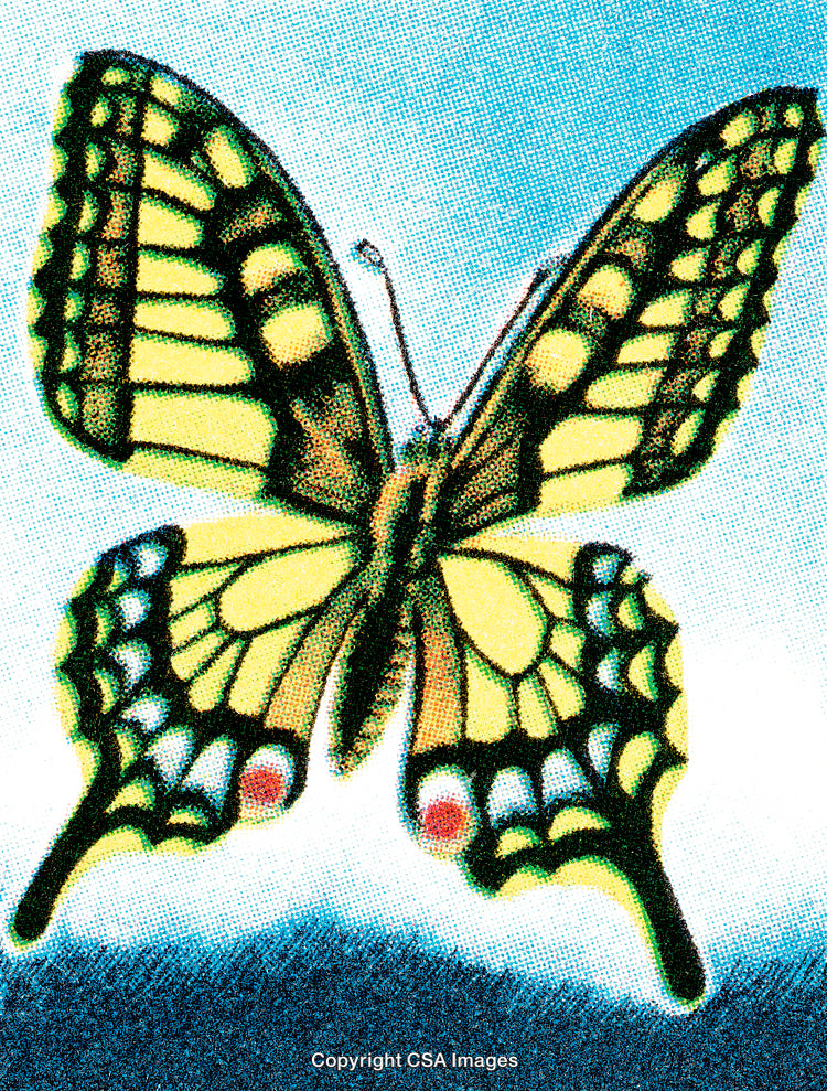 Close-Up of a Vibrant Butterfly Against a Bright Sky Background
