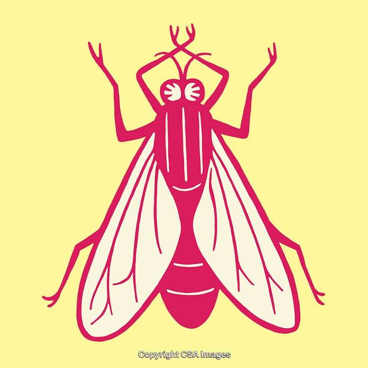Detailed Color Line Art Illustration of a Vibrant Fly on Yellow Background