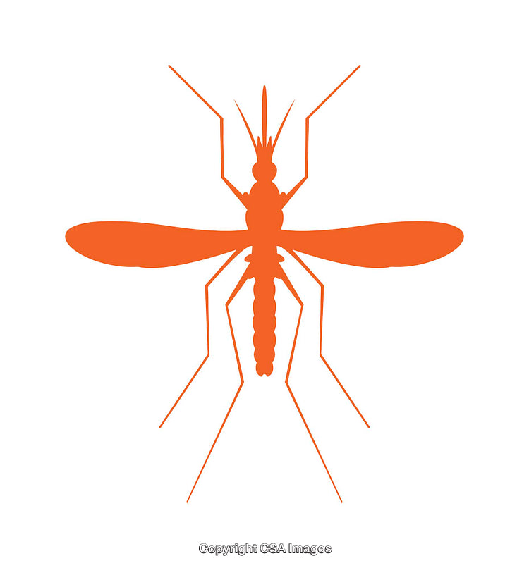Orange Mosquito Silhouette on a White Background