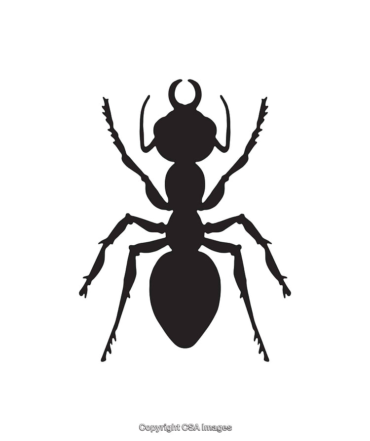 Detailed Black and White Silhouette of a Single Ant in Line Art
