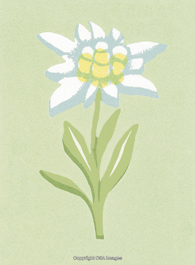 One Flower