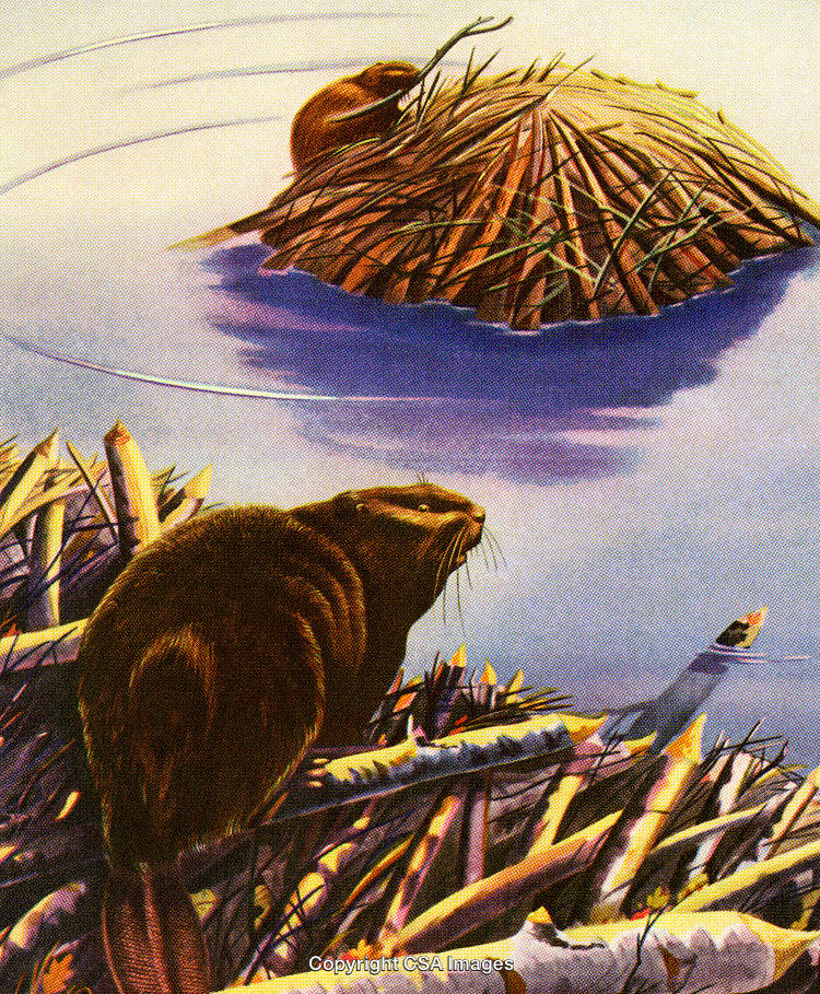 Beavers Building a Lodge in a Tranquil Wildlife Wetland Scene