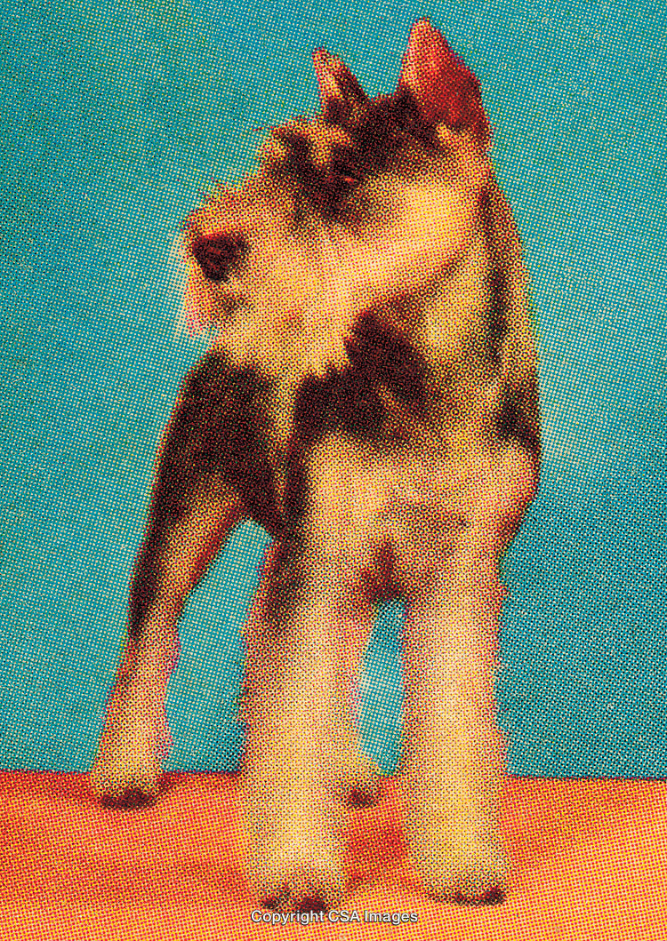 Stylized Portrait of a Schnauzer Dog Against a Blue Background