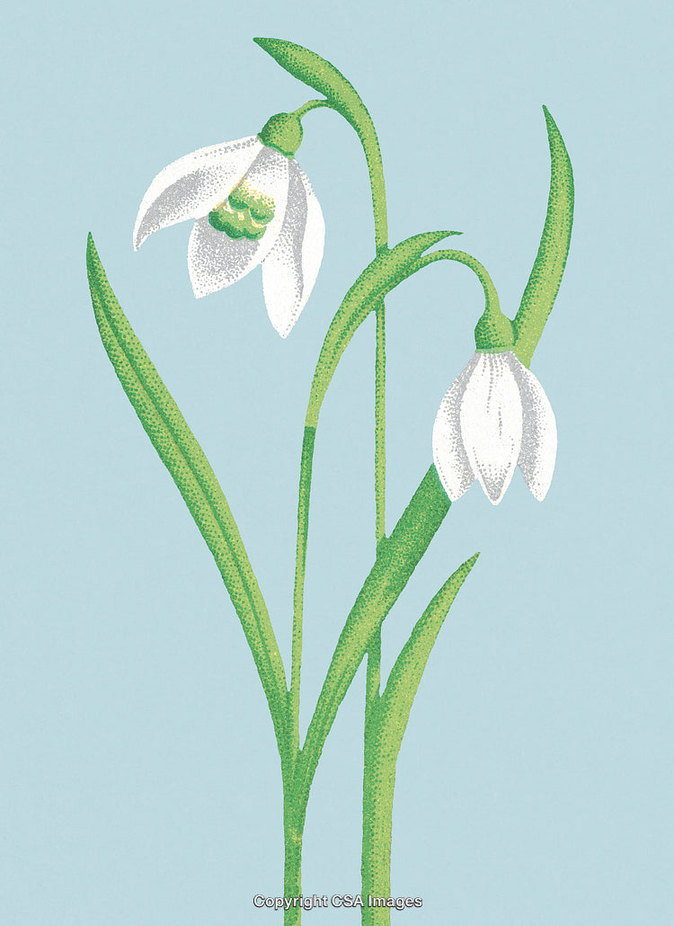 White Flower