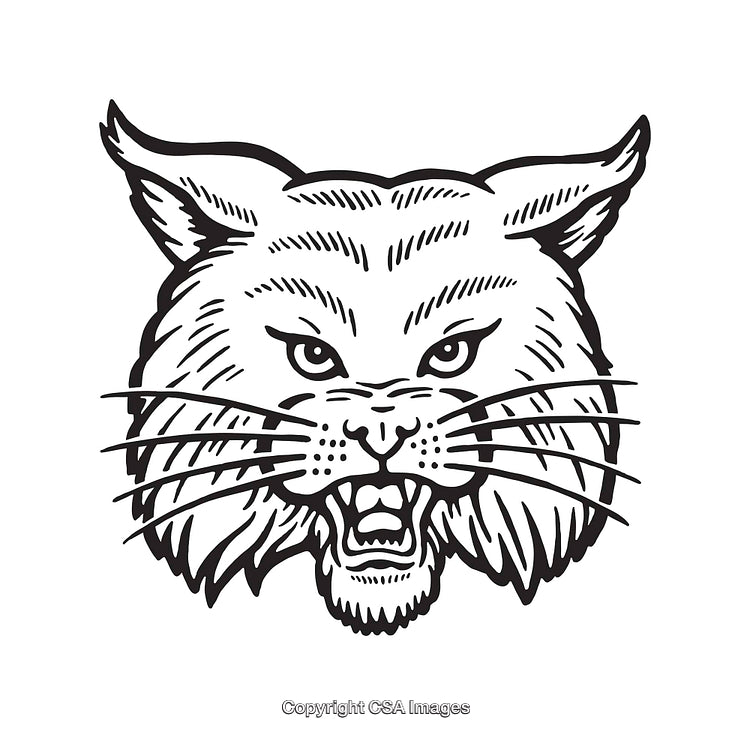Detailed Line Art Illustration of a Wild Cat's Fierce Expression
