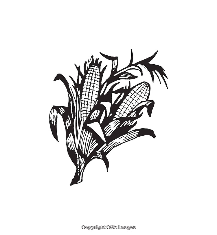 Black And White Line Art Illustration of Corn Plant Design