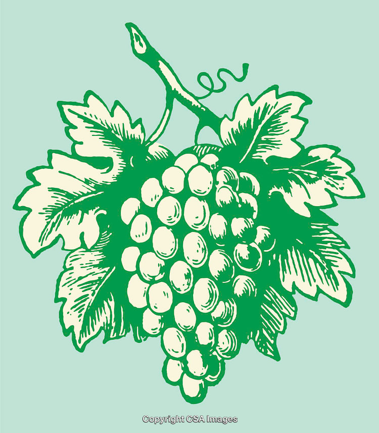 Green Line Art Illustration of a Grapevine with Clustered Grapes