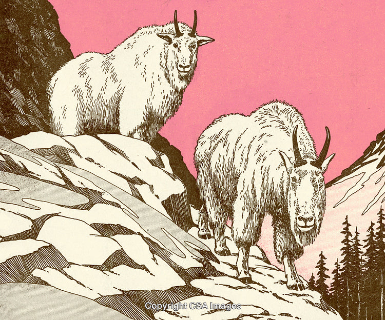 Mountain Goats Hiking On Rocky Terrain With Pink Scenic Backdrop