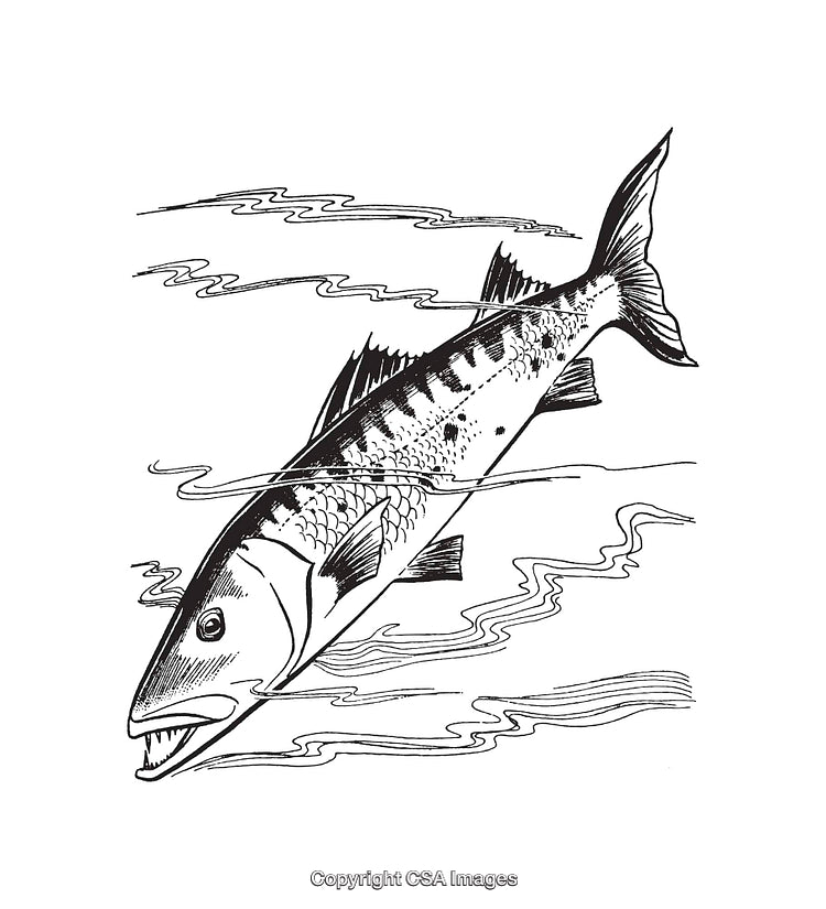Detailed Black and White Barracuda Line Art Illustration