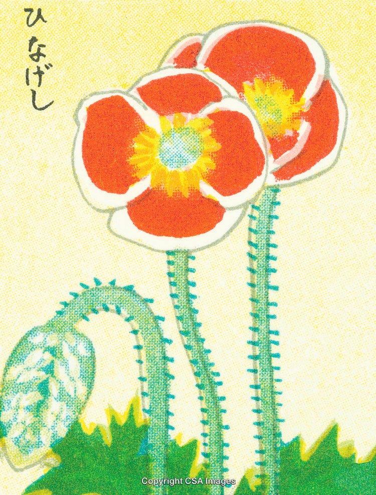 Colorful Illustration of Red Poppy Flowers in Bloom