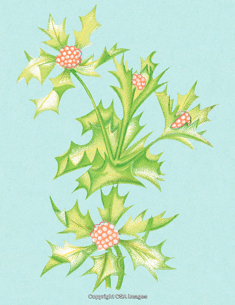 Artistic Illustration of Holly Plant with Berries on Soft Blue Background