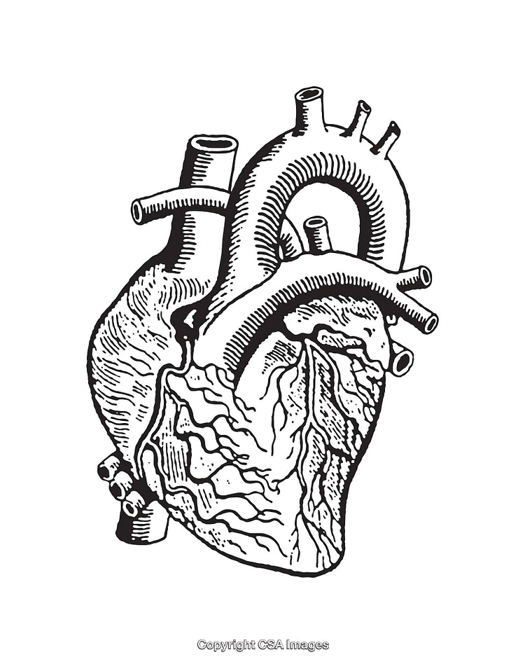 Detailed Black and White Line Art Drawing of a Human Heart