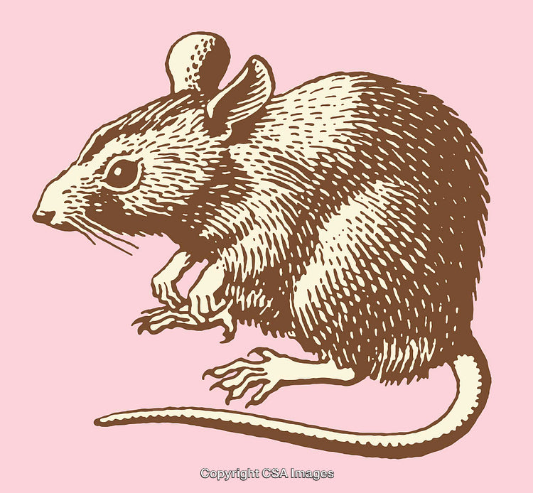 Detailed Brown Mouse Illustration on a Soft Pink Background